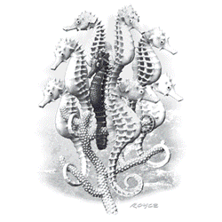 SEAHORSES 14807SA6.gif